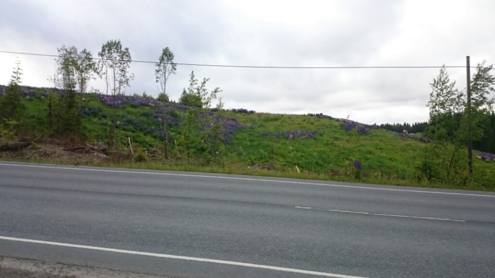 wp-1435619239423 image